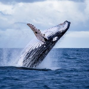 Imagenes para web Ballenas en el Golfo de Chiriqui 1 300x300 - Paquetes