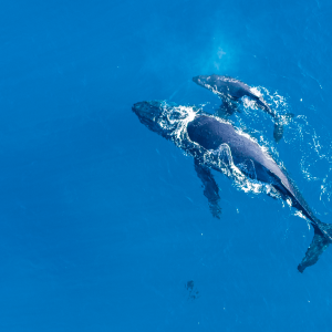 ballena 1 1 300x300 - Ballenas en Golfo de Chiriquí