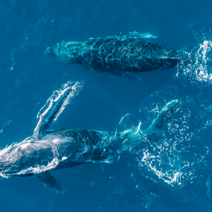 ballena 2 1 300x300 - Ballenas en Golfo de Chiriquí