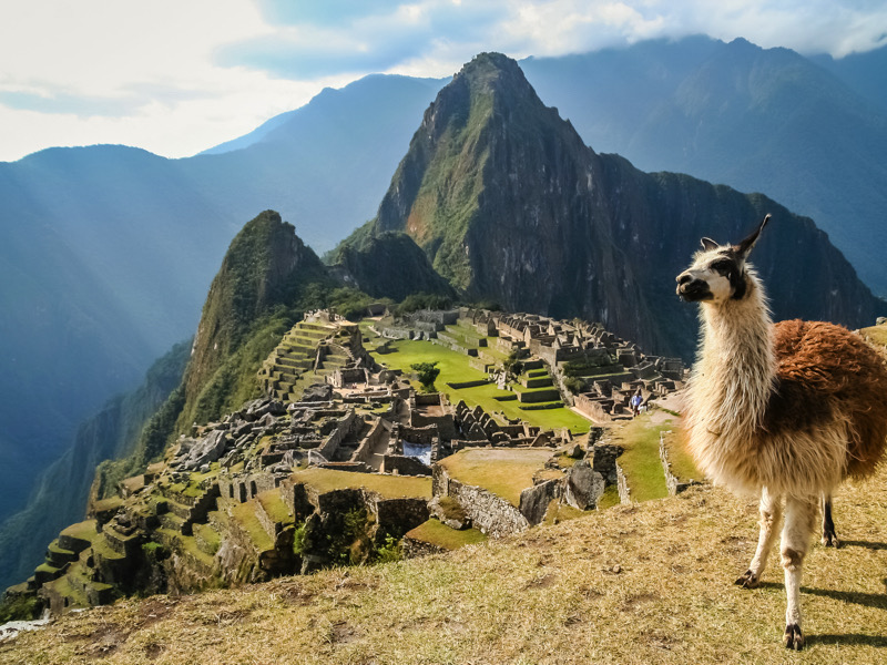 Lama And Machu Picchu