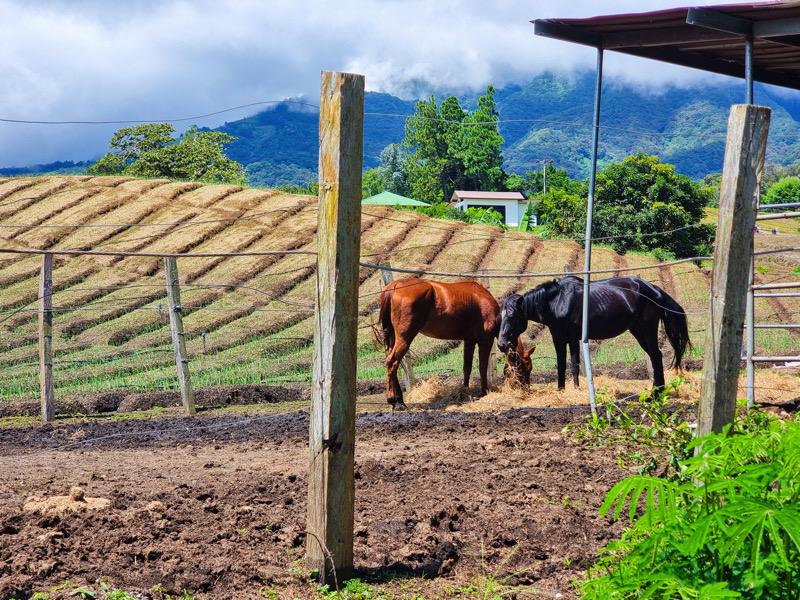 Vista panorámica del Rancho Chiriquí con exuberante vegetación