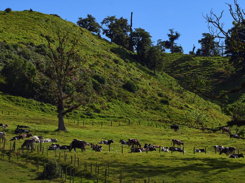 Vista panorámica de Rancho Chiriquí con cabalgatas y naturaleza exuberante
