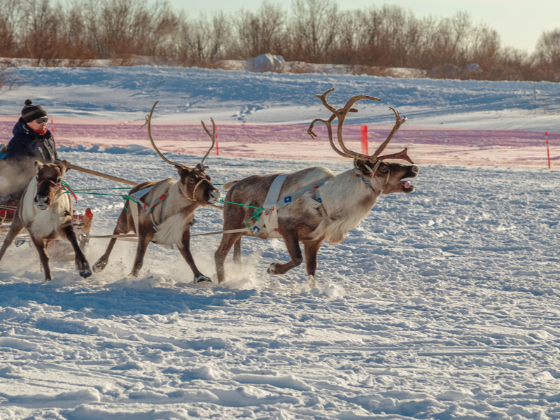 Reindeer sleigh rides. Traditional reindeer herder's festival. Naryan-Mar, Nenets Autonomous Okrug, Russia - March 23, 2025